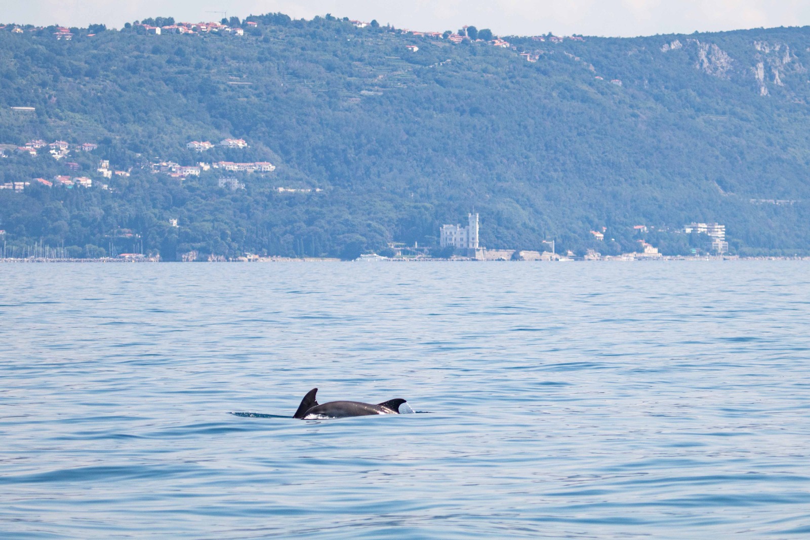 delfino al largo di Miramare
