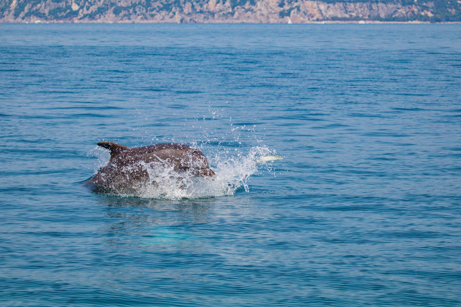 delfini a Trieste