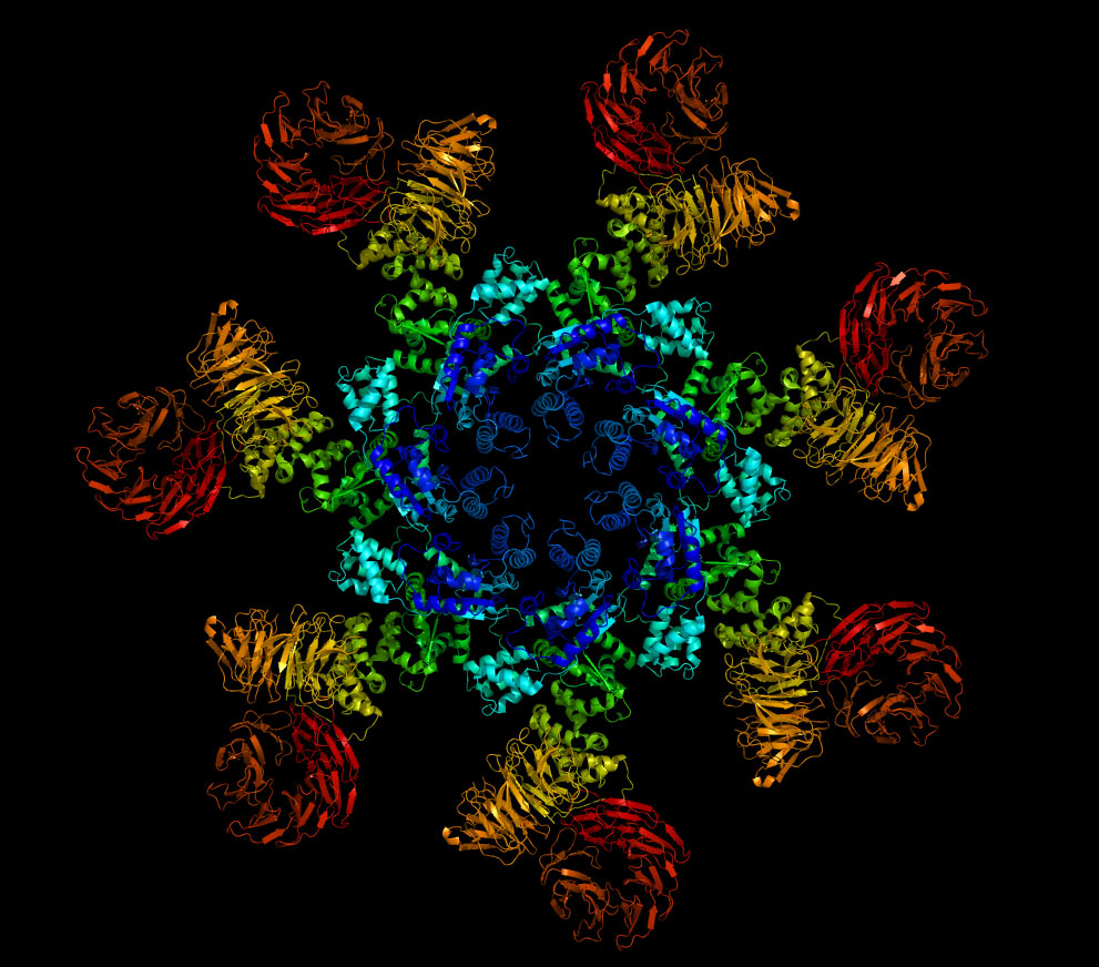 Jurcev - Proteine