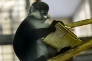 scimmia che legge esperimenti linguaggio