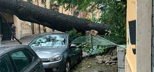 temporale Verona albero abbattuto