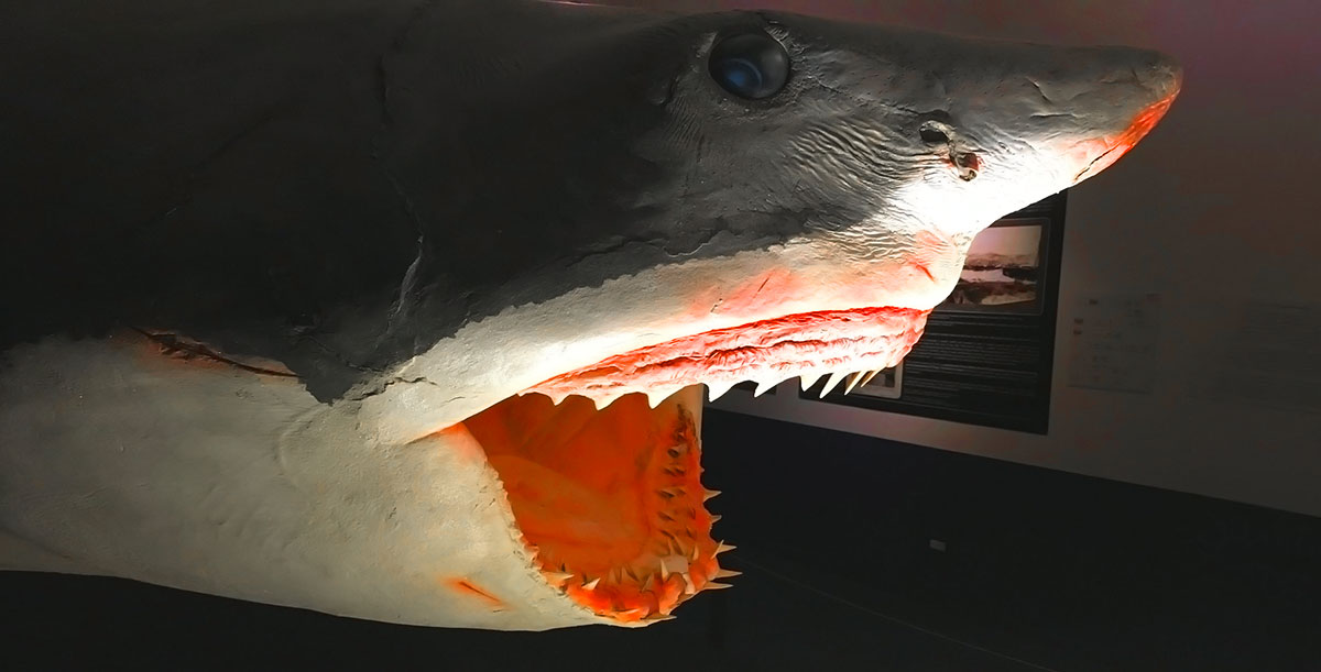 squalo civico museo di storia naturale Trieste