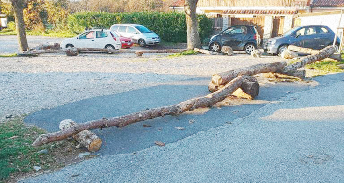 tronchi albero blocca parcheggio Basovizza