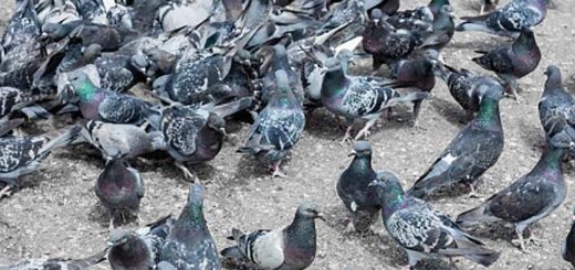 invasione colombi piccioni