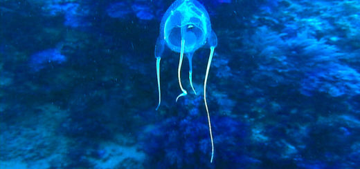 Carybdea marsupialis medusa urticante