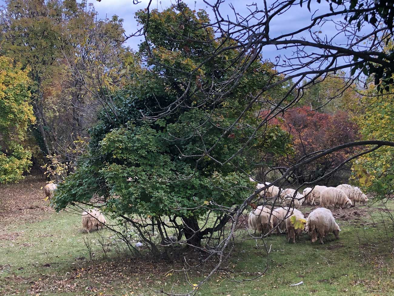 Prosecco  gregge di pecore
