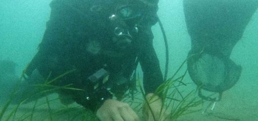 giardiniere subacqueo Miramare