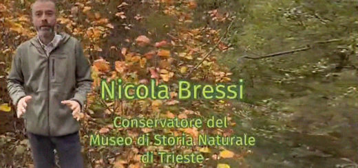 Nicola Bressi