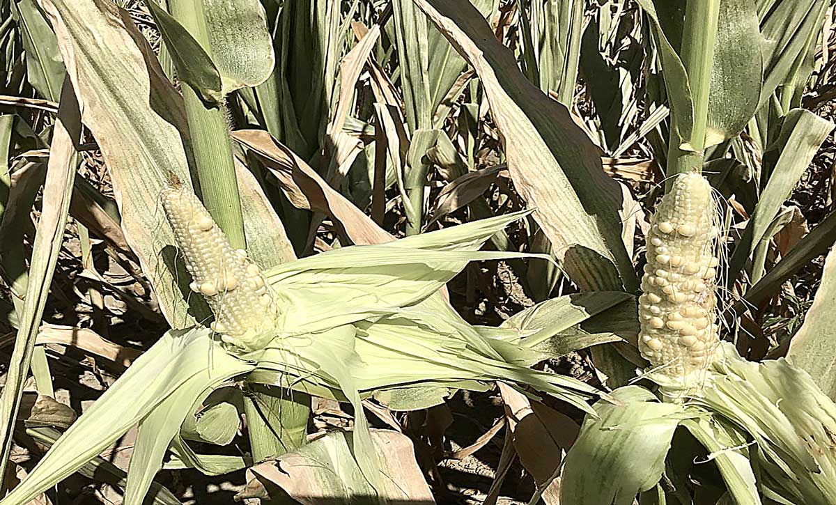 Pannocchie di mais non cresciute a causa della siccità del 2022