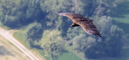 avvoltoio Tewes dalla Bulgaria al Friuli - Foto Hans Glader da Ledraniar