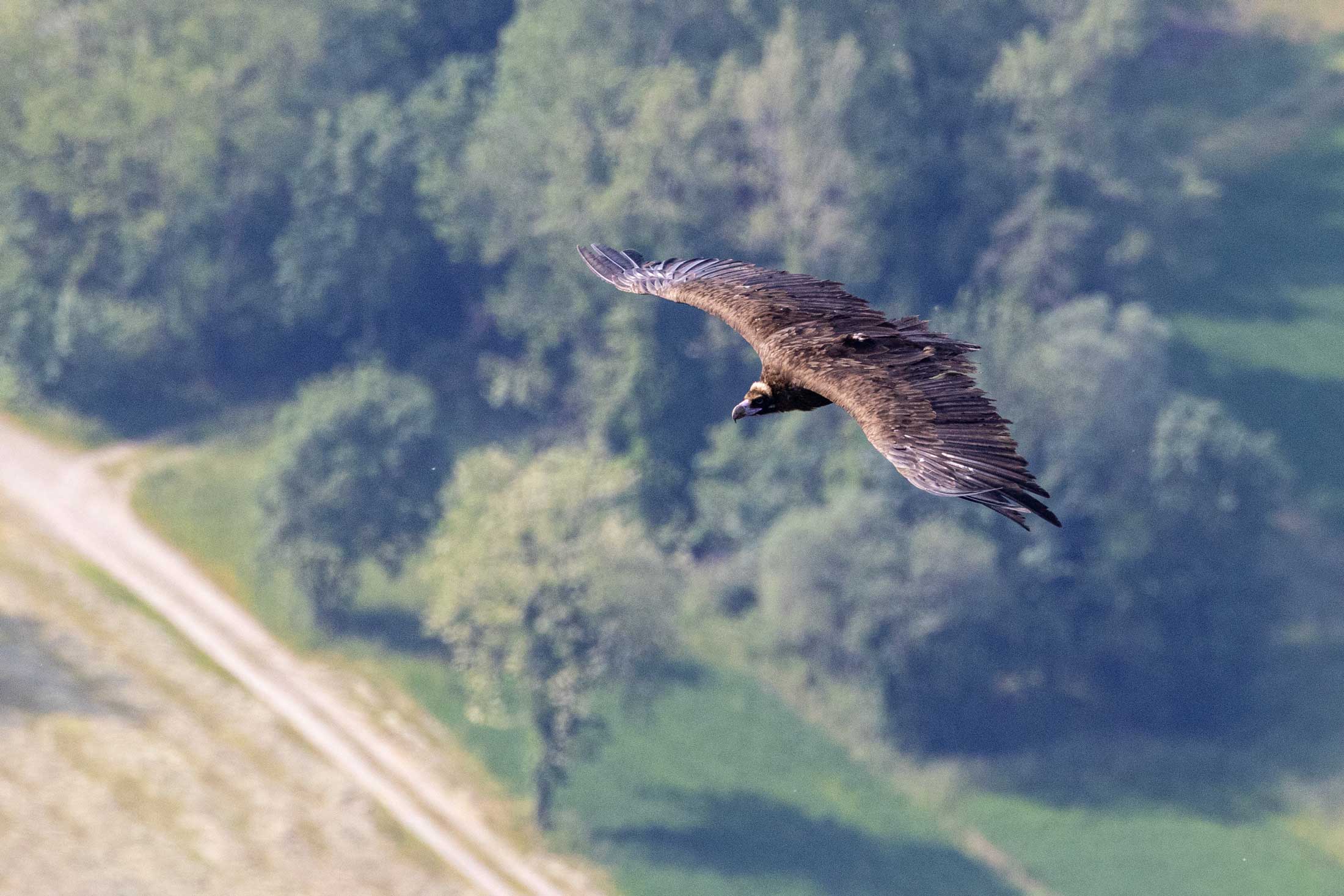 avvoltoio Tewes dalla Bulgaria al Friuli - Foto Hans Glader da Ledraniar