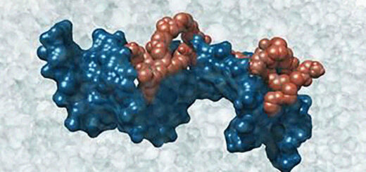Rendering al computer di un piccolo RNA ad interferenza (in blue scuro) agganciato da una delle nanoparticelle sintetizzate nello studio (in arancio scuro) in soluzione fisiologica (sfere trasparenti)