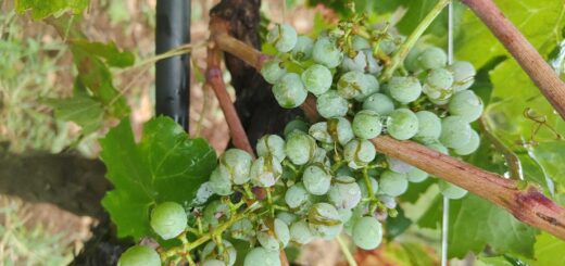 Grappolo d'uva danneggiato a Castelvecchio - Collio