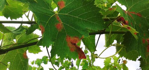 lievi danni da peronospora su foglie di vite