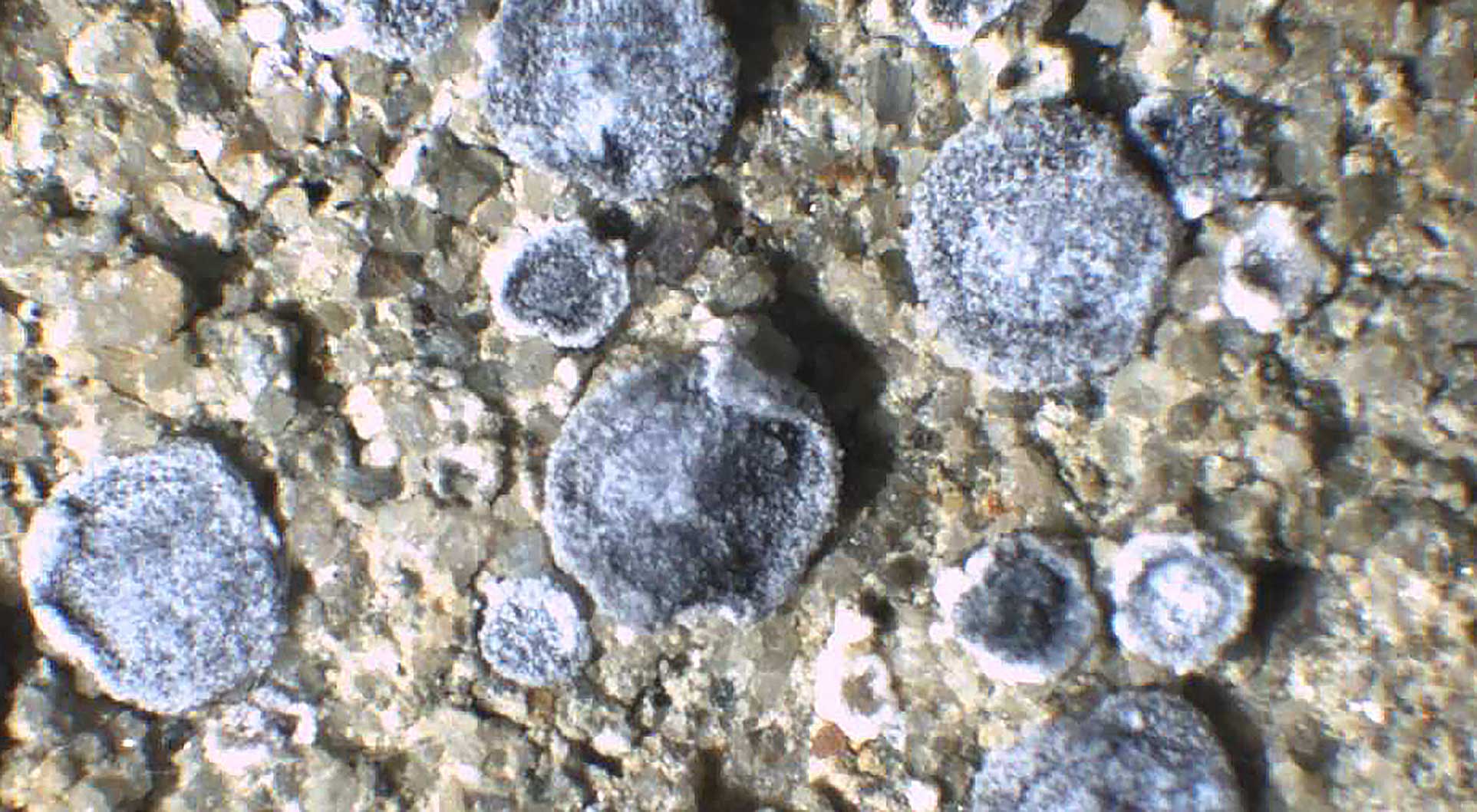 Lichene Sarcogyne nimisii