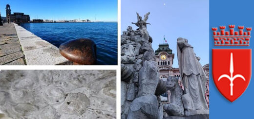 fossili in città Trieste