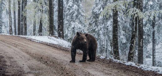orso nel sentiero del bosco innevato