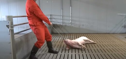 uccisione maiale sacrificio animali