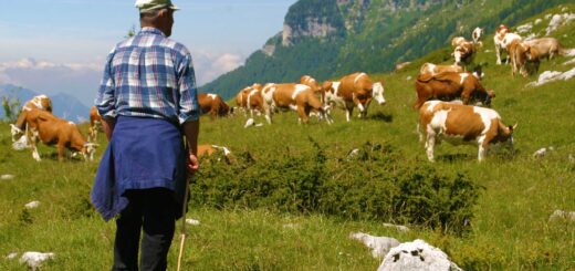 allevatori custodi montagna FVG vacche al pascolo